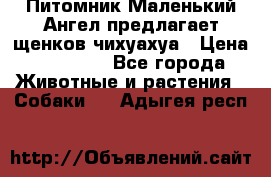 Питомник Маленький Ангел предлагает щенков чихуахуа › Цена ­ 10 000 - Все города Животные и растения » Собаки   . Адыгея респ.